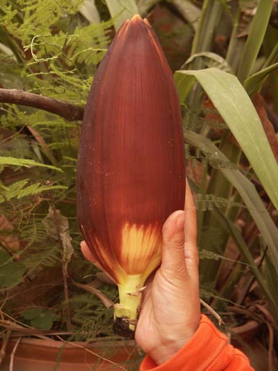 giant%20banana%20cutflower%203.jpg