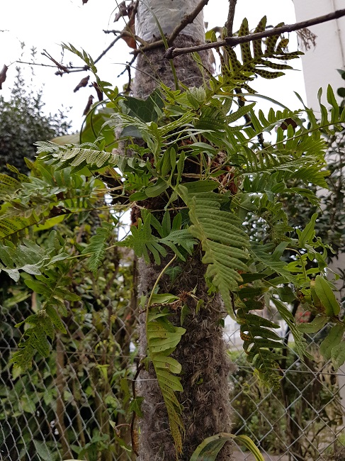 Epiphytes 18122016 (5).jpg