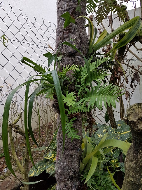 Epiphytes 18122016 (2).jpg