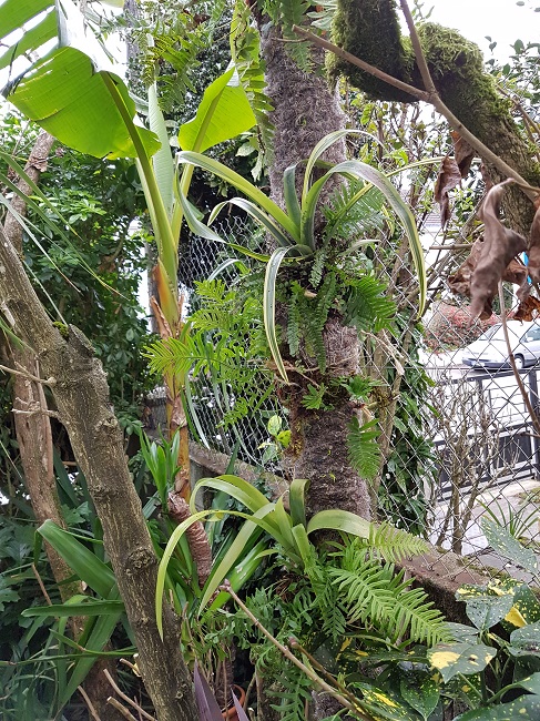 Epiphytes 18122016 (1).jpg