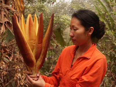 giant%20banana%20cutflower%205.jpg