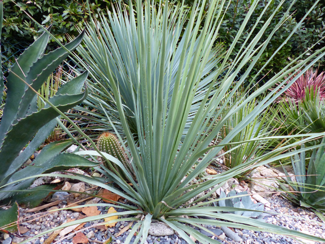 Nolina la sibérica