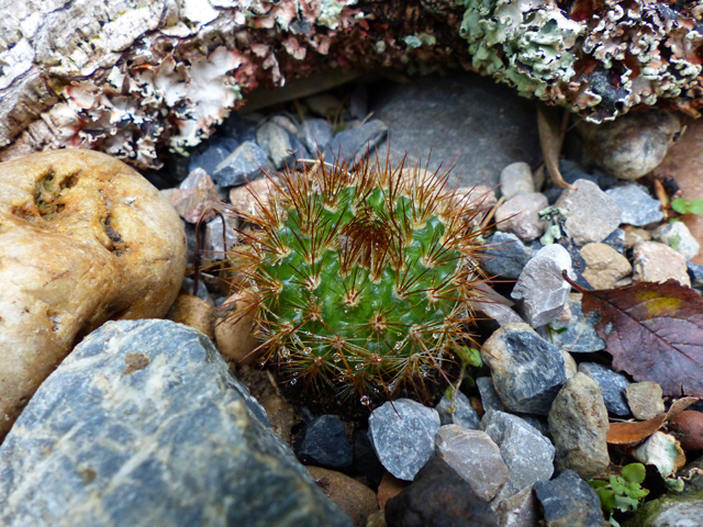 Parodia??