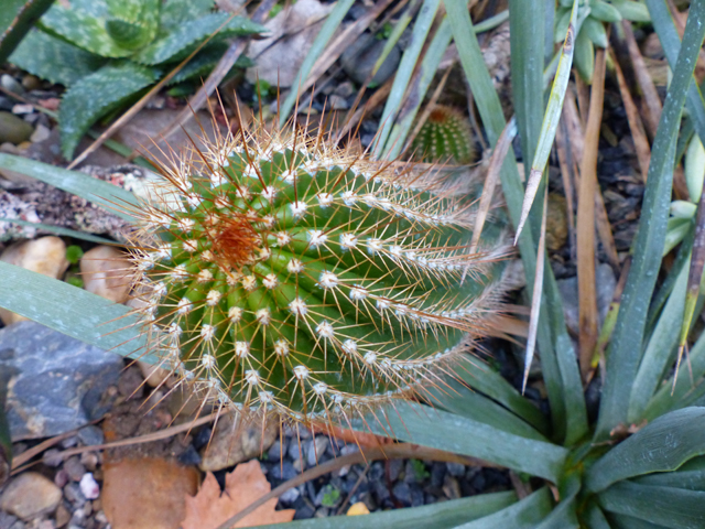 P1090438fh.jpg