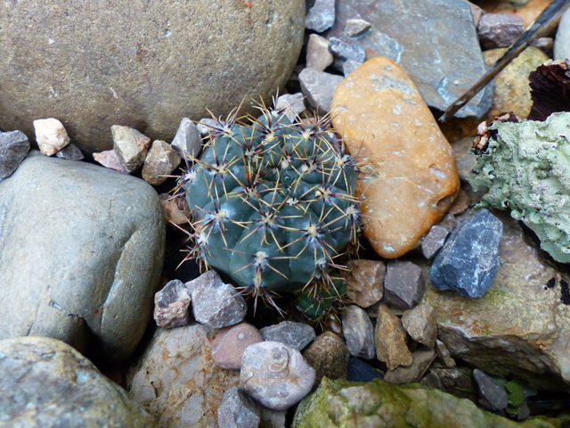 gymnocalycium??