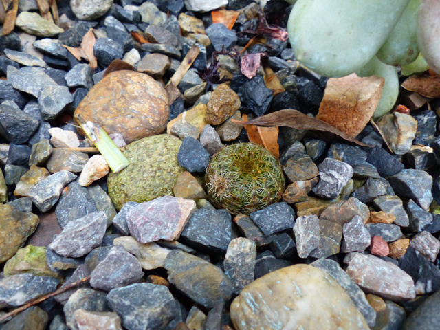 P1090441fh.jpg