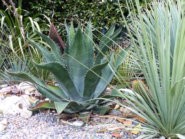 P1090445fh.jpg