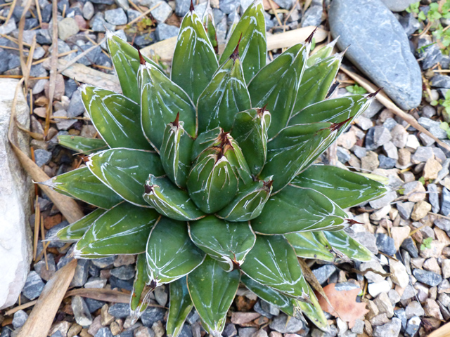 P1090449fh.jpg