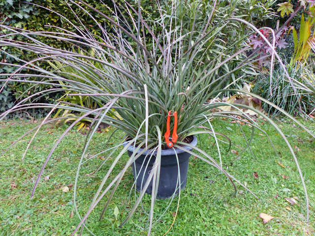P1090450fh.jpg