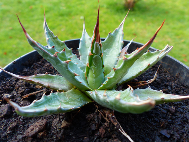 Agave montana