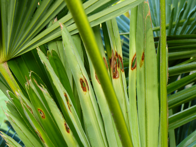 P1090472fh.jpg