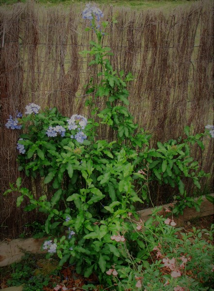 plumbago capensis (Copier).JPG