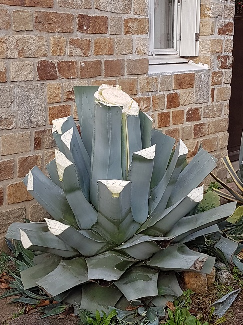 Agave 24122016.jpg