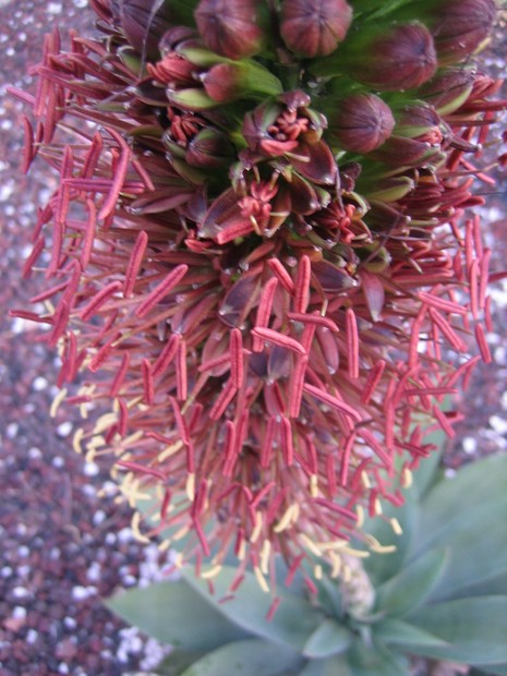 agave mitis mitis 003 [640x620].jpg