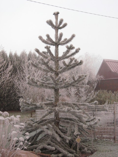 araucaria