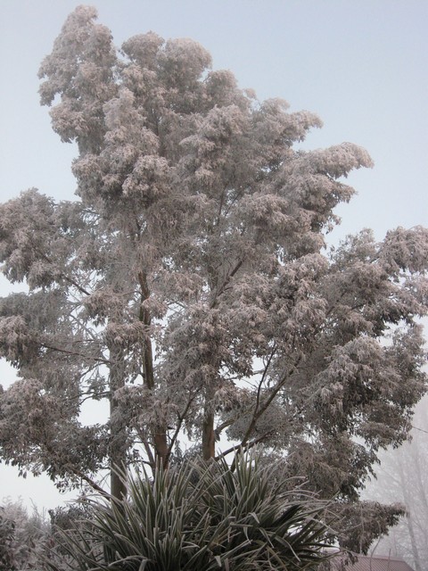 eucalyptus gunnii