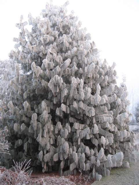 wallichiana