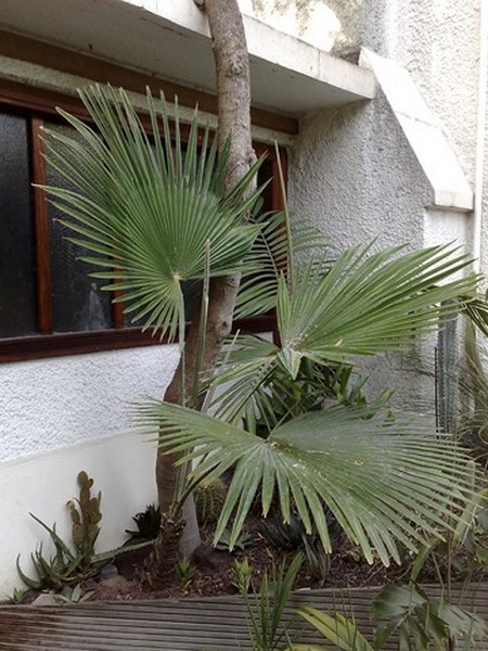 t latisectus 29mai.jpg