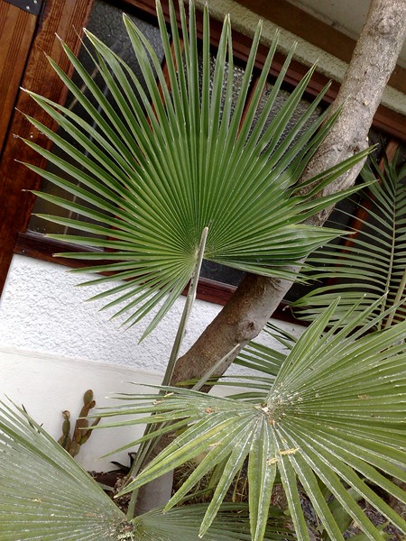 t latisectus 29 mai feuille.jpg