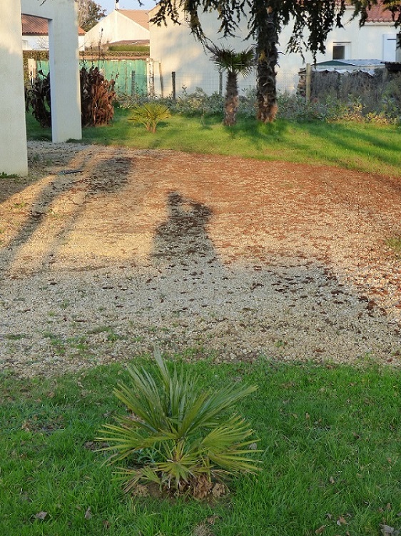 P1000626C.jpg