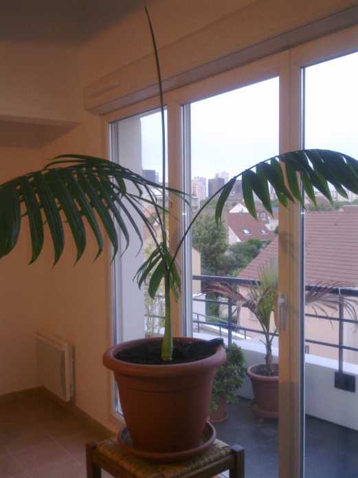 Chamaedorea Tepejilote mai 2011.jpg