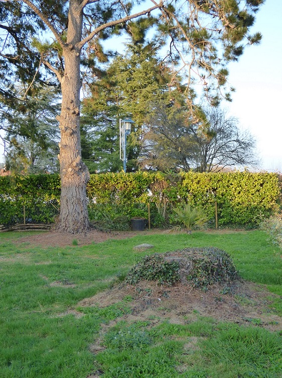 P1000630C.jpg