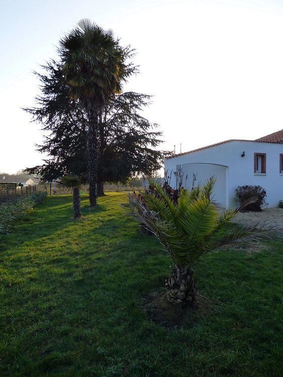 P1000631C.jpg