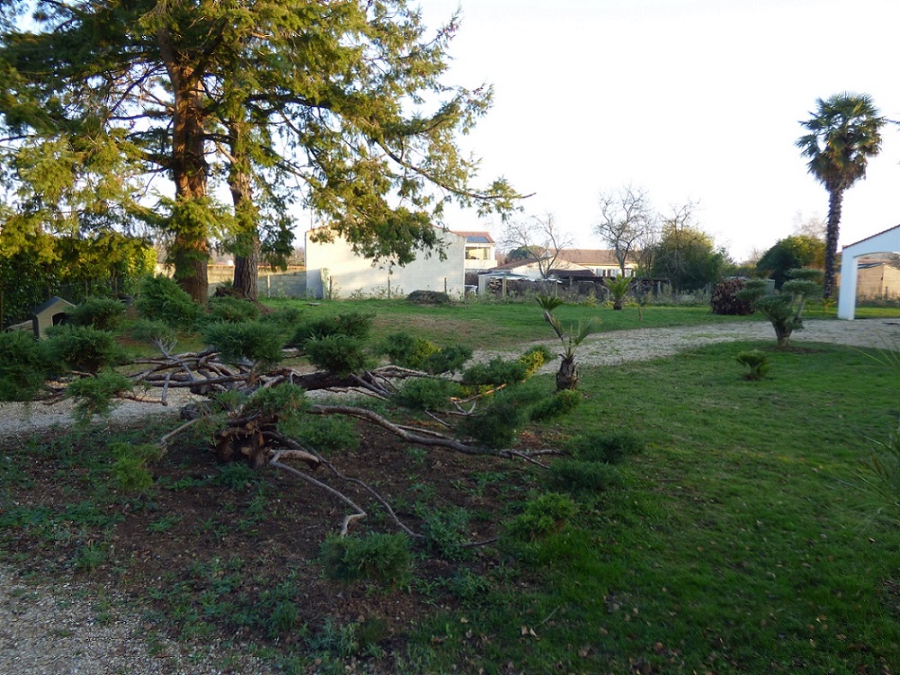 P1000642C.jpg