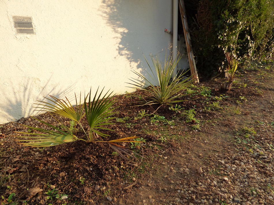 P1000651b.jpg