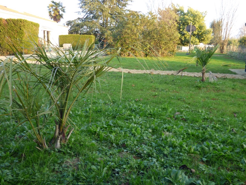 P1000657c.jpg
