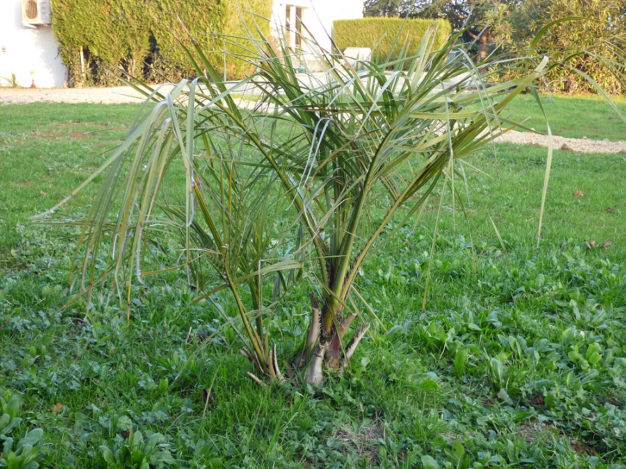 P1000658b.jpg