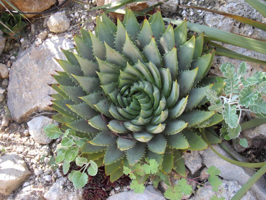 Aloe polyphylla