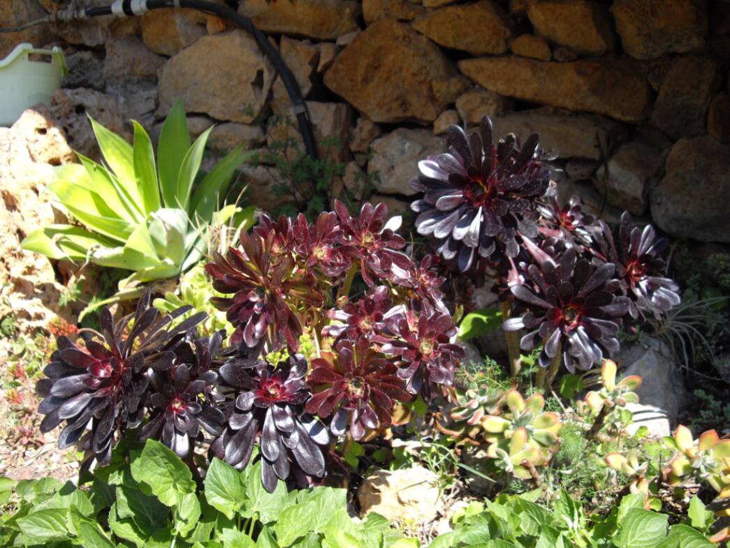 Plusieurs variété d'Aeonium arboreum et agave attenuata