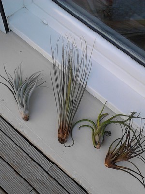 TILLANDSIA.jpg