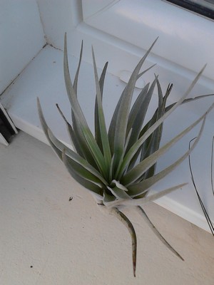 TILLANDSIA2.jpg