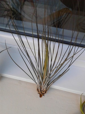 TILLANDSIA3.jpg