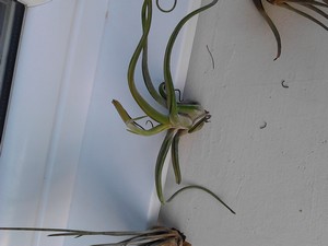 TILLANDSIA4.jpg