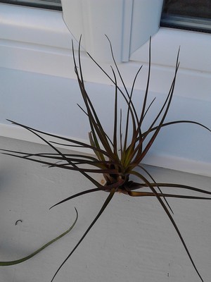 TILLANDSIA5.jpg