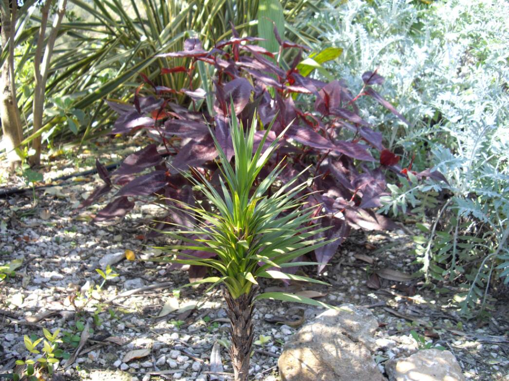 Cordyline australis &quot;Karo kiri&quot;