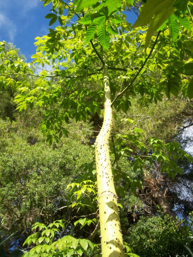 Chorisia speciosa