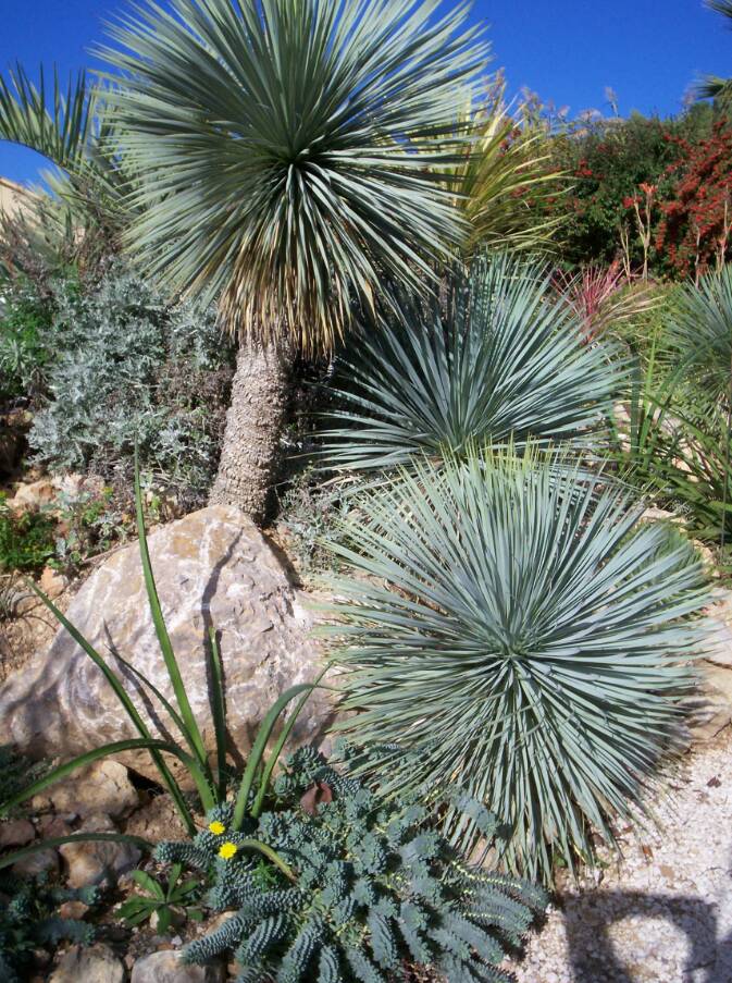 Groupe de Yucca rostrata