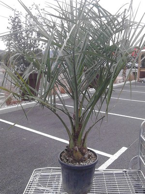 BUTIA CAPITATA.jpg