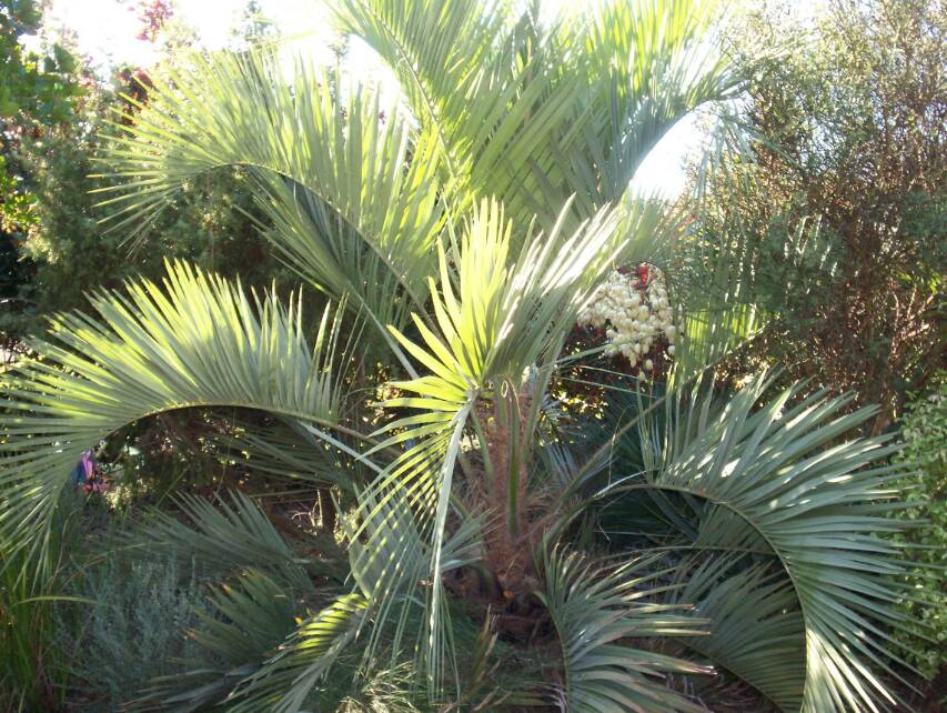 Butia eriospatha bleu, rien à voir avec le vert...... Il est beaucoup plus rigide