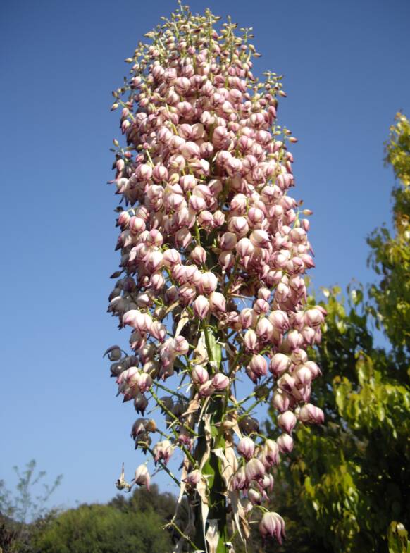 Hesperoyucca whipplei en gros plan