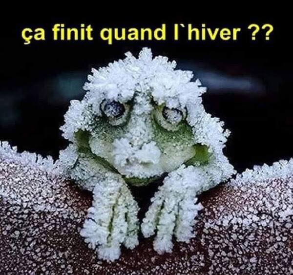 grenouille givree.jpg