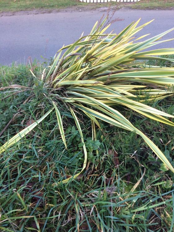 Phormium couché