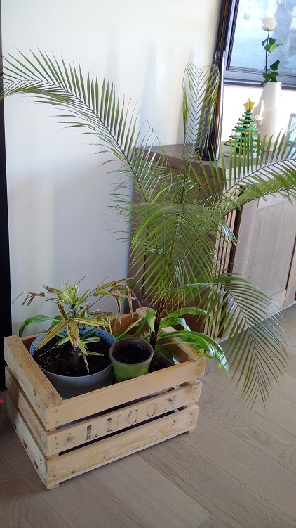 lytho. ET petit raphys variegata