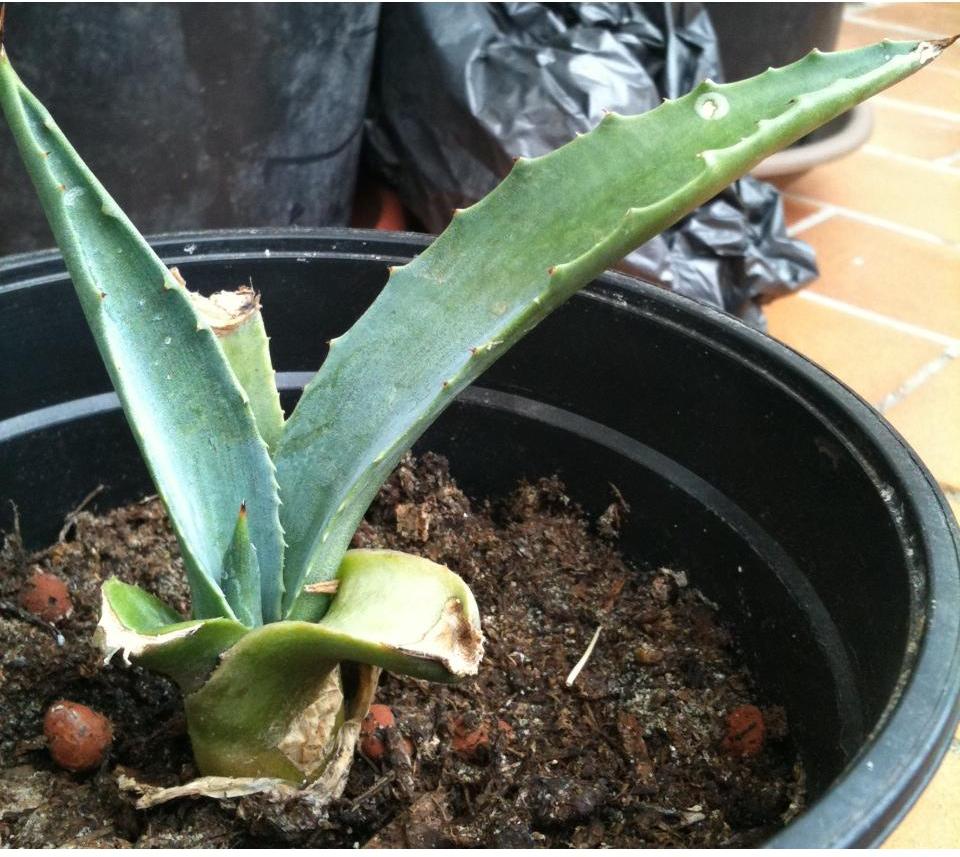 plant ramassé au bord de l'Eygues à Nyons (26)