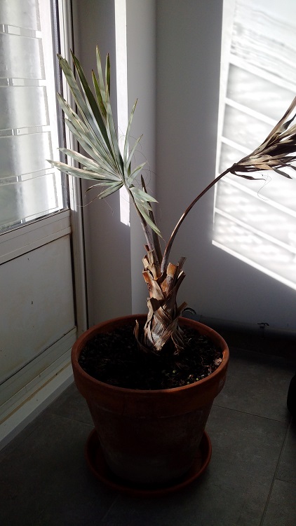 B.Nobilis