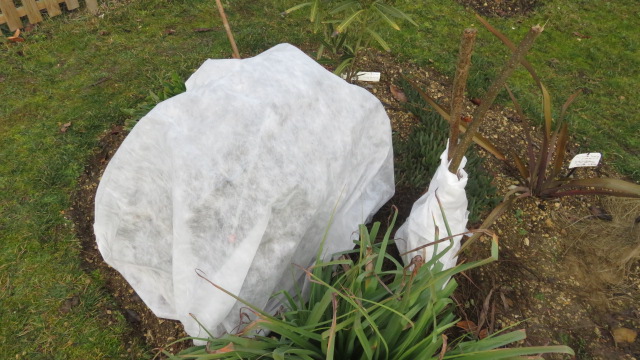 Washingtonia et Cordyline sous leurs protections